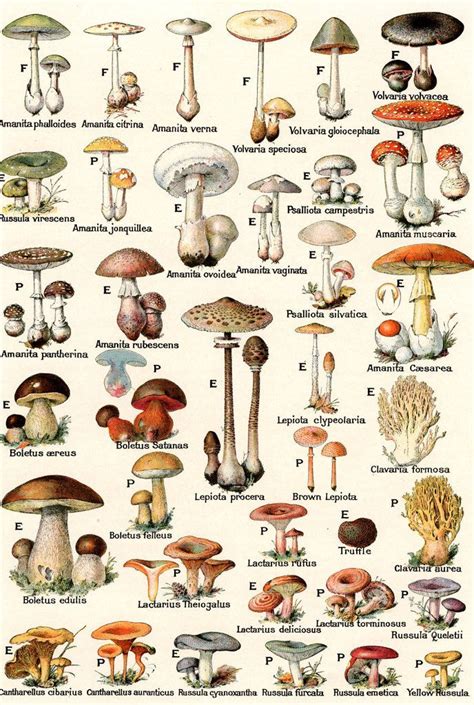 psilocybin mushrooms picture guide